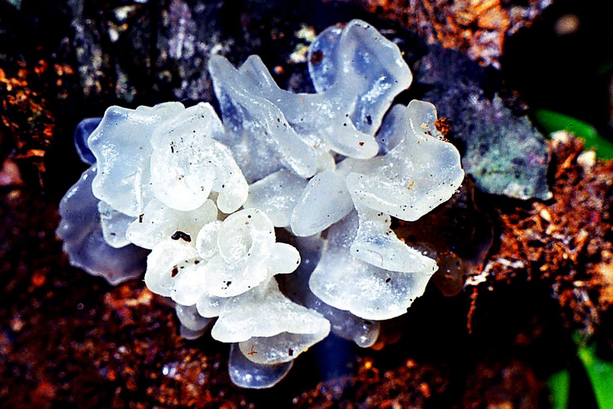 Древесные грибы муэр