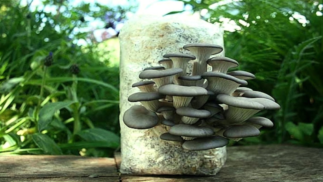 Вешенки на даче