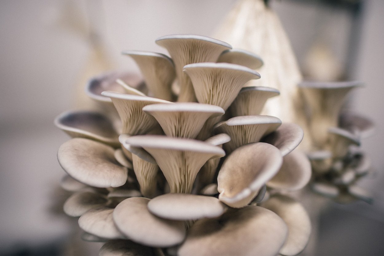 Pleurotus columbinus