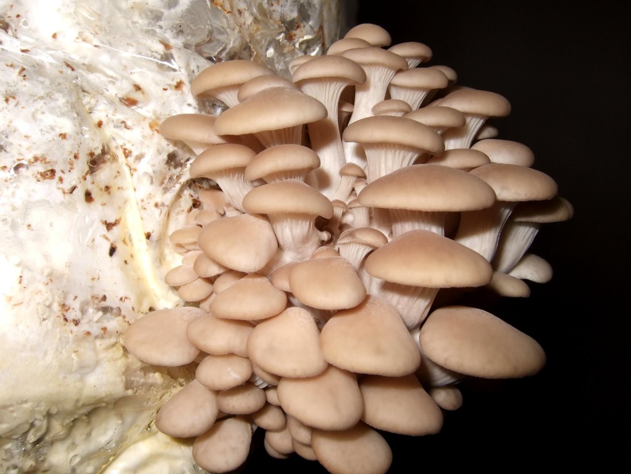 Вешенка обыкновенная (Pleurotus ostreatus)