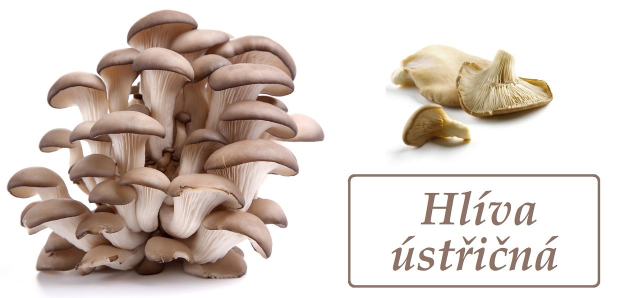 Гливи грибы