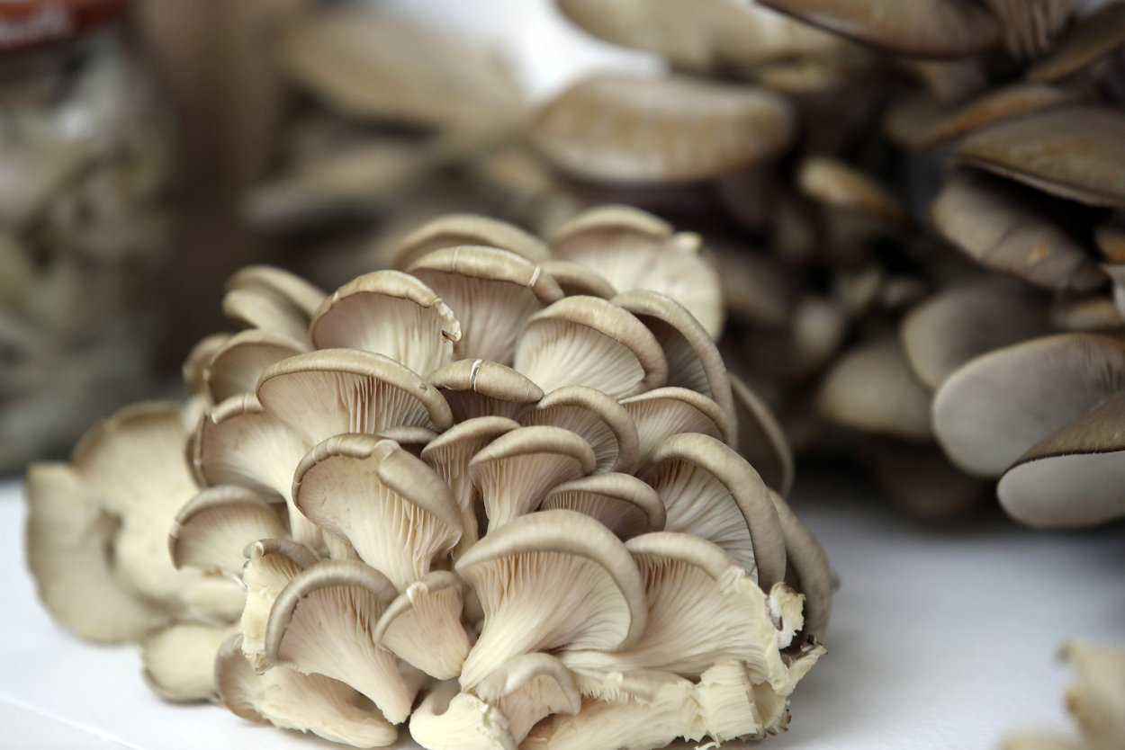 Вёшенка Степная