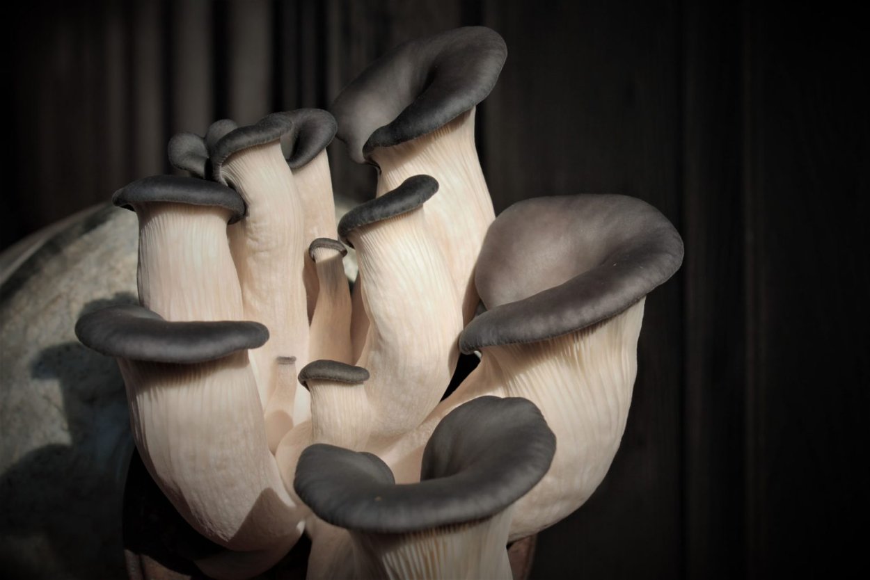 Яндекс обложки на экран tityrb