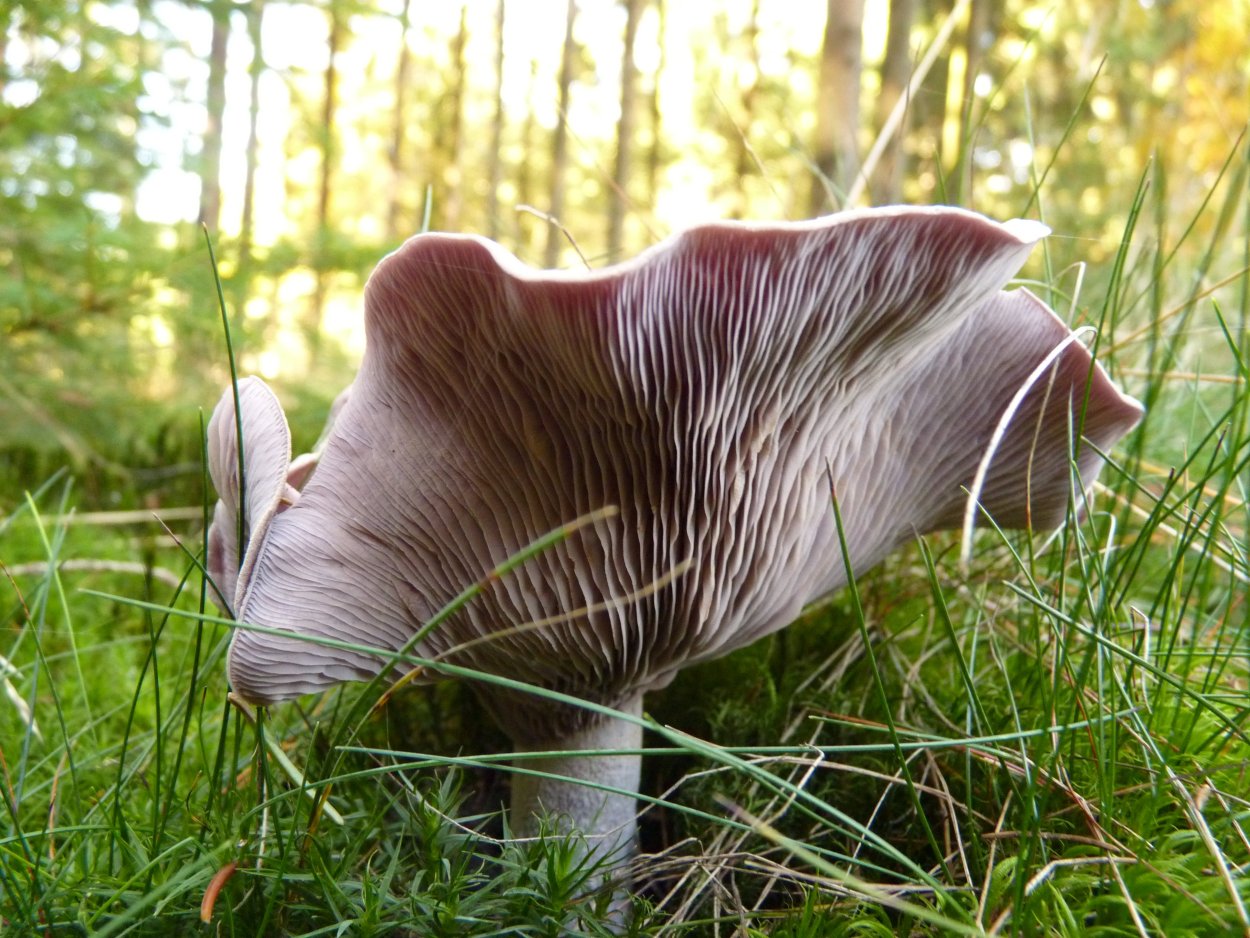 Вешенка в траве в лесу