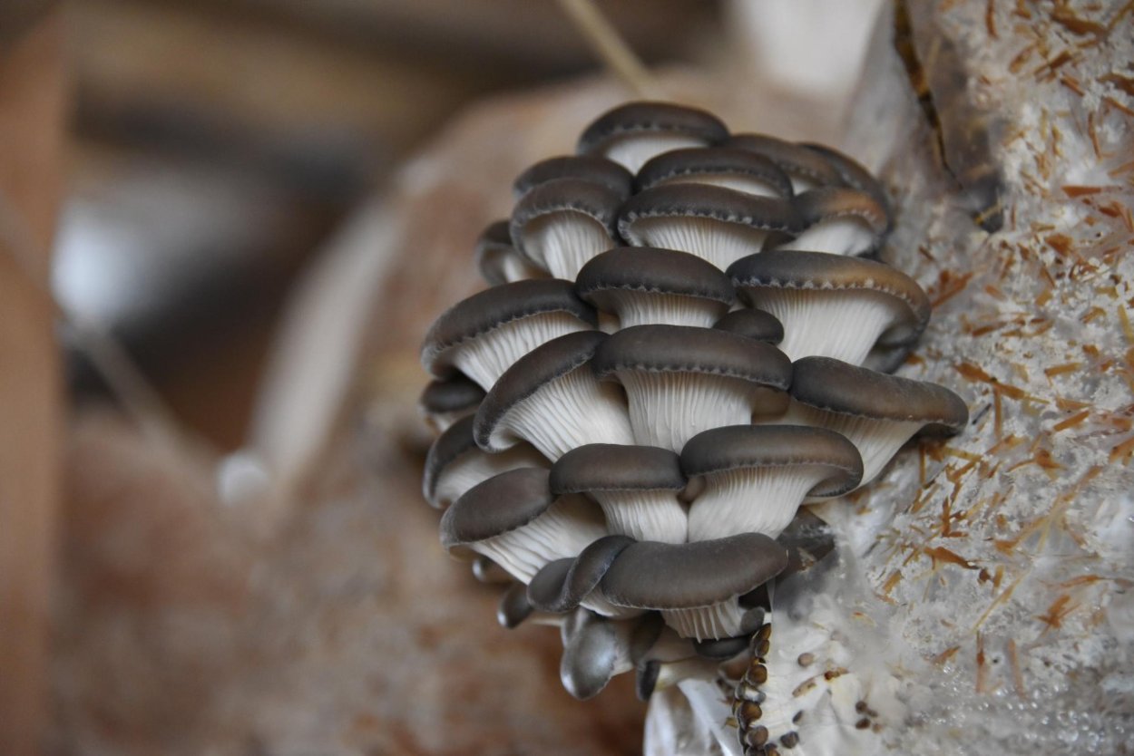 Культивируемые грибы вешенка