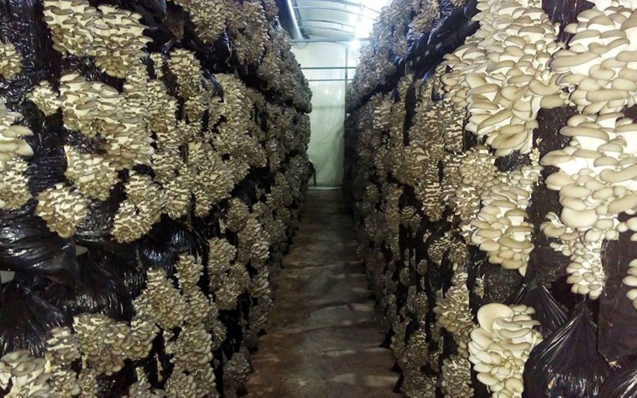 Лисичка гриб вешенку