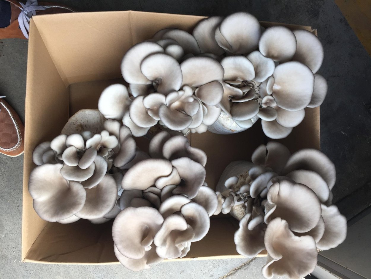 Вешенка обыкновенная гриб