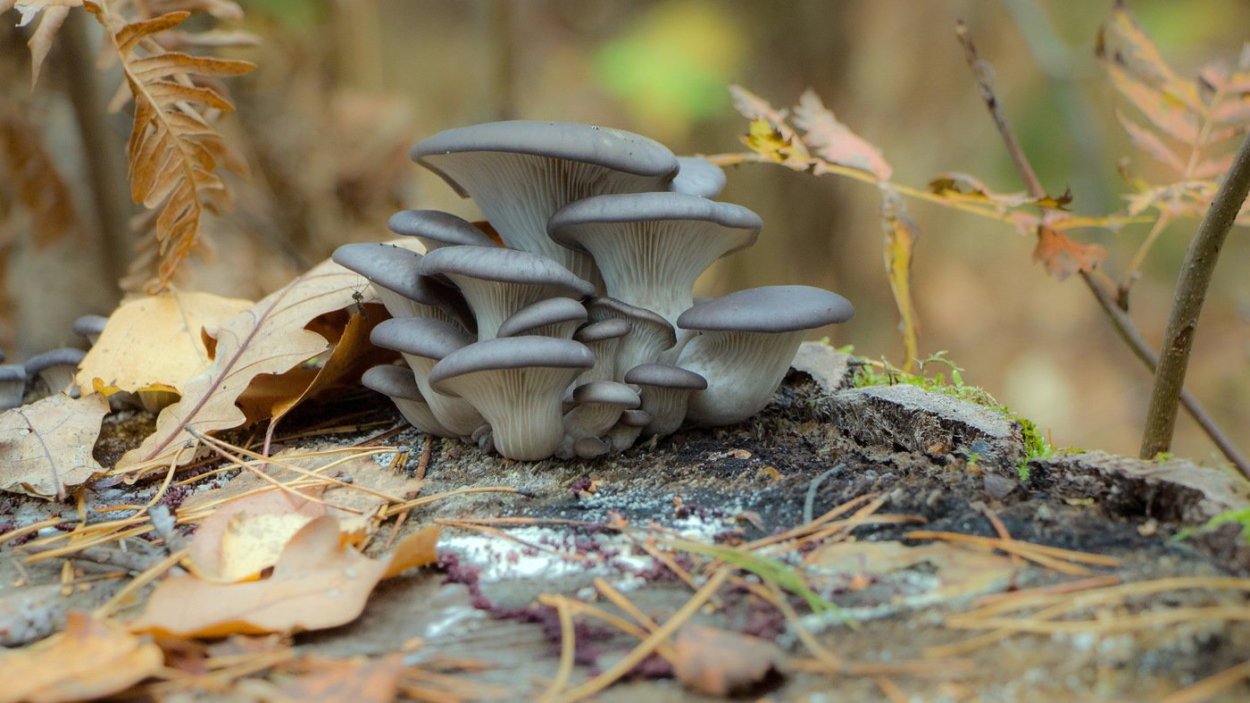 Черные вешенки грибы