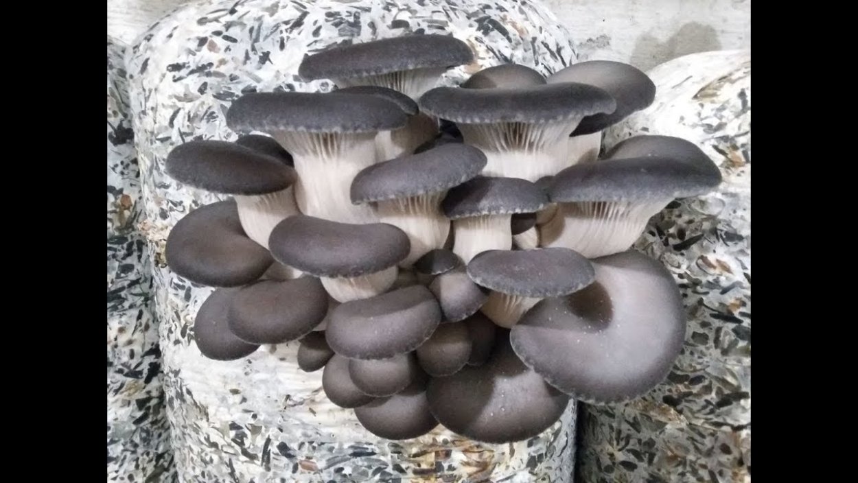 Грибные блоки (субстрат) вешенка