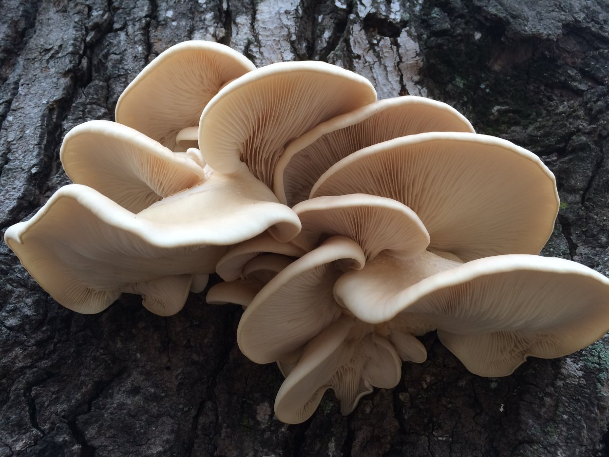 Вешенка обыкновенная (Pleurotus ostreatus)