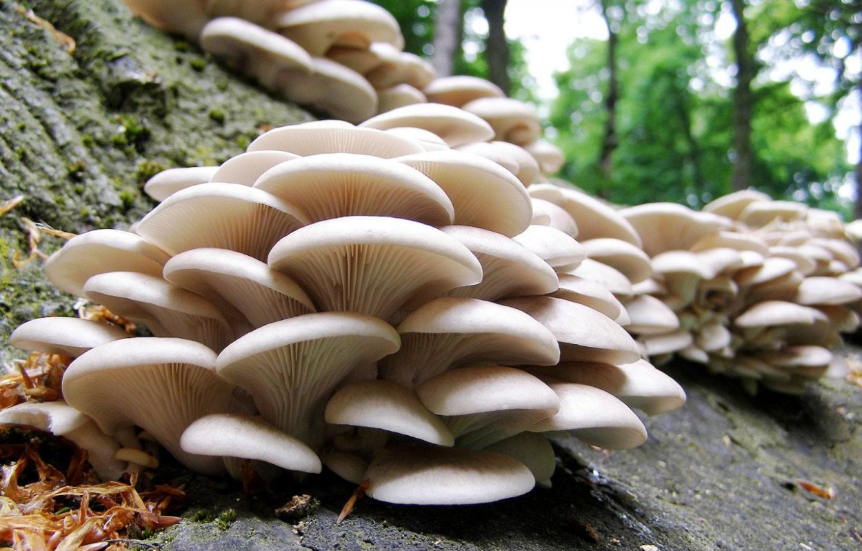 Вешенка обыкновенная (Pleurotus ostreatus)