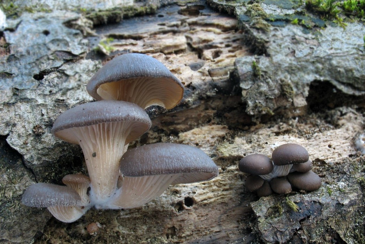 Австралийский гриб Pleurotus lampas Люминес