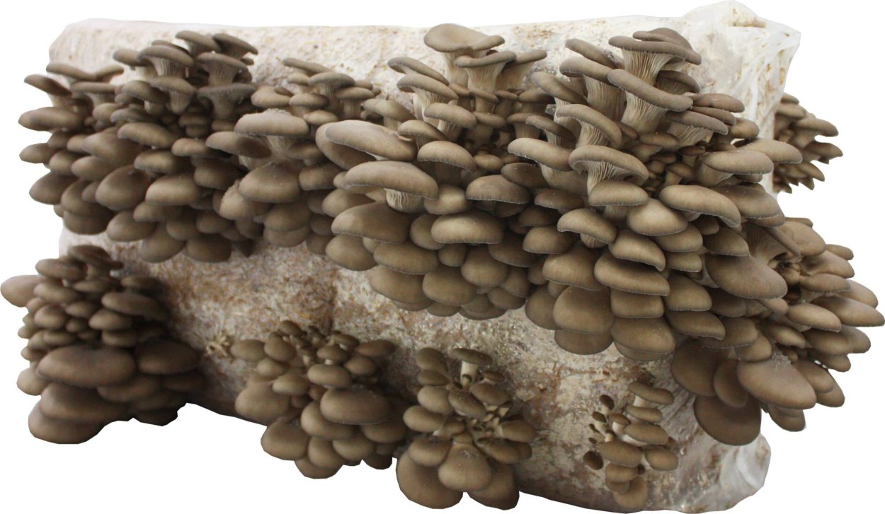 Вёшенка обыкновенная