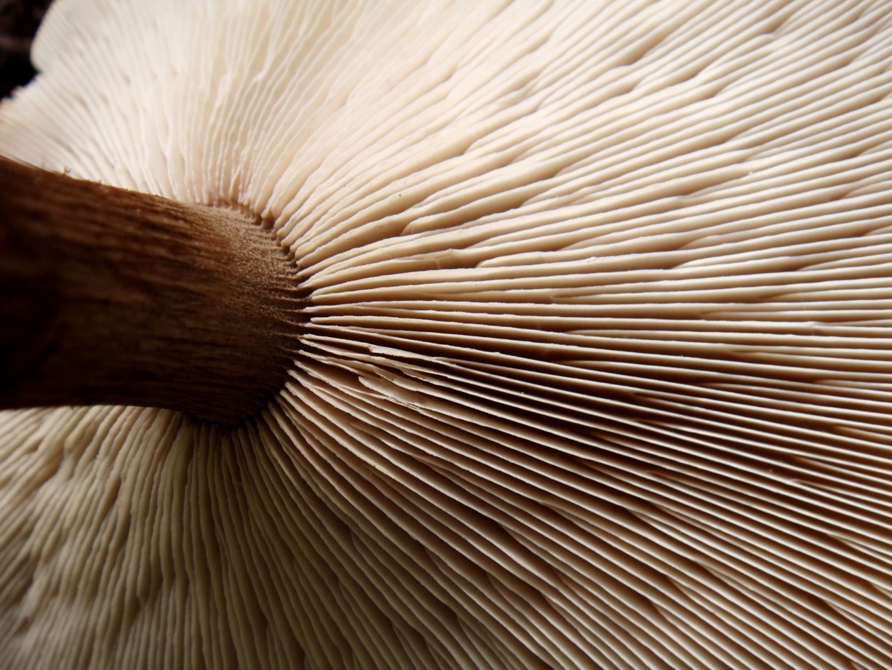 Трутовик овечий съедобные?