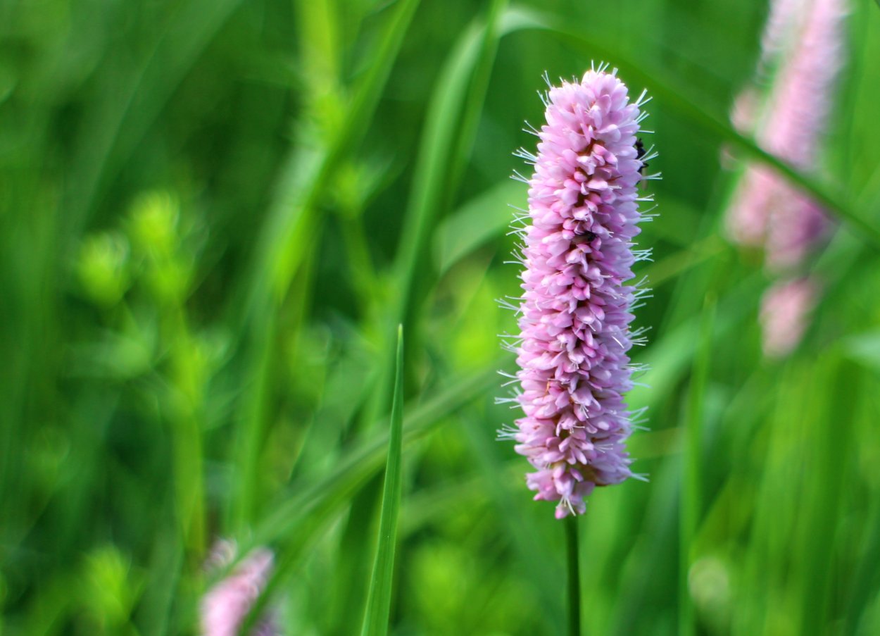 Тимофеевка соцветие