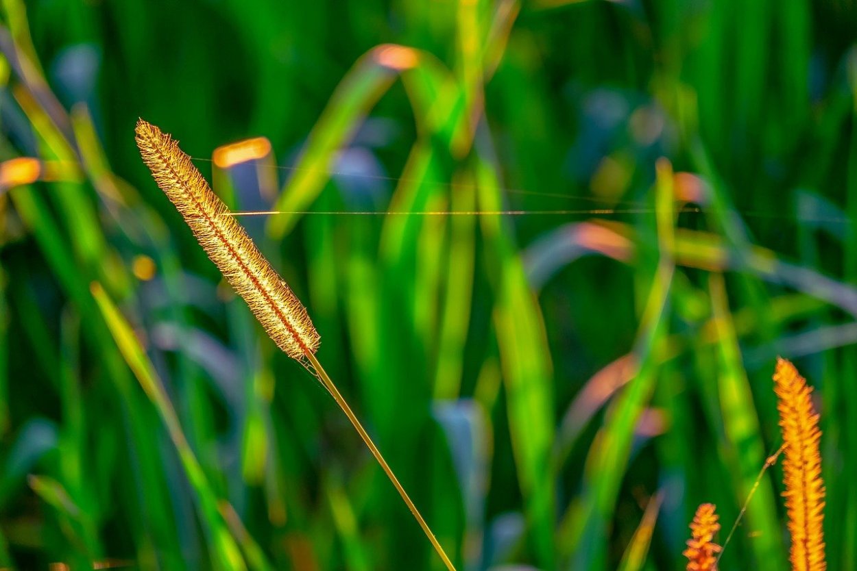Лисохвост Альпийский