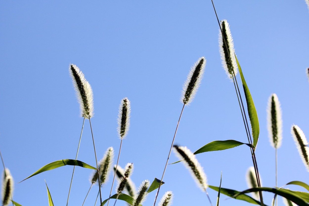 Лисохвост обыкновенный