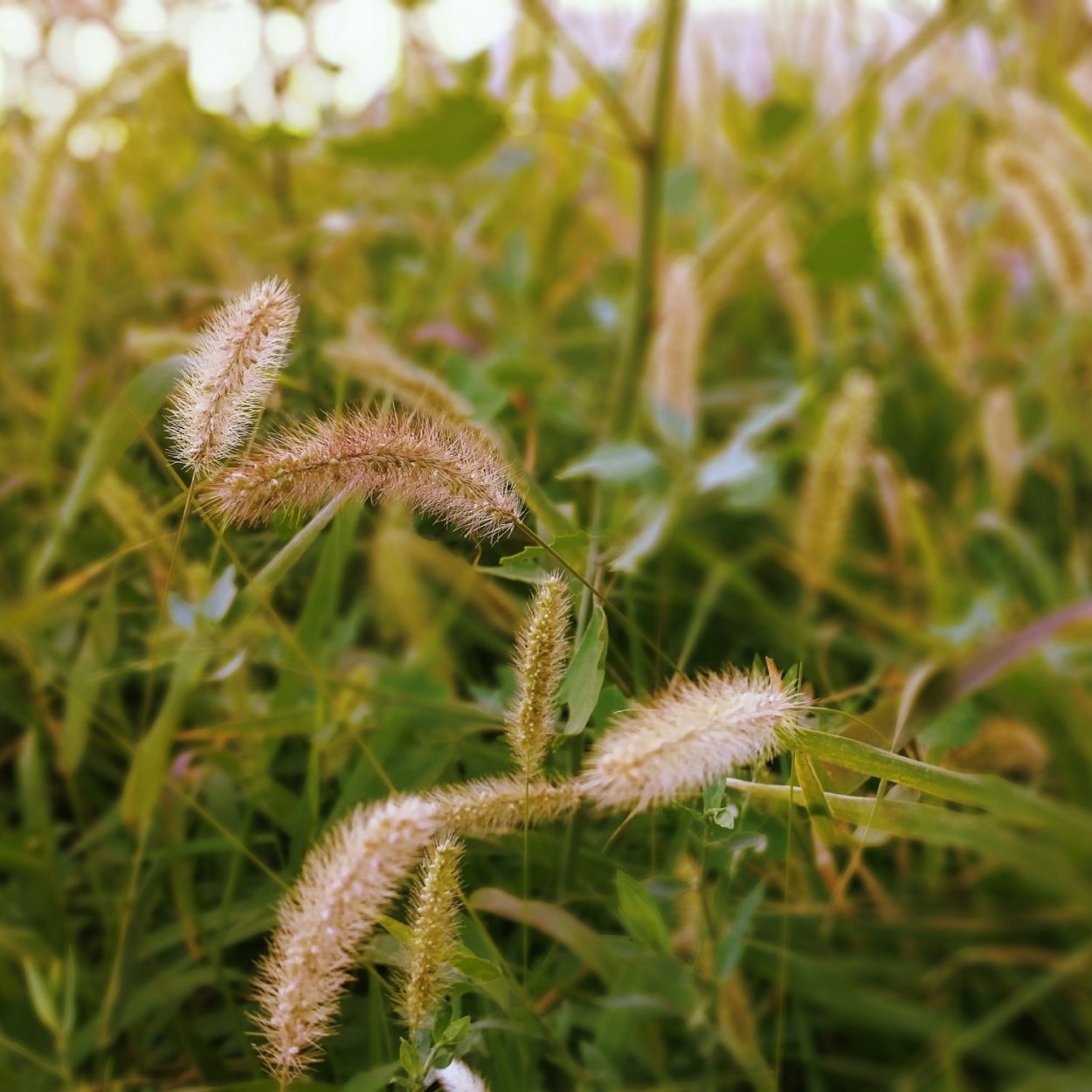 Газонная трава Тимофеевка