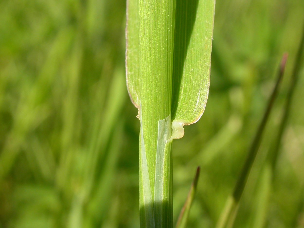 Луговые Дикие травы Тимофеевка