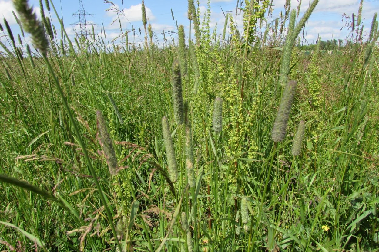 Лисохвост Луговой Alopecúrus praténsis