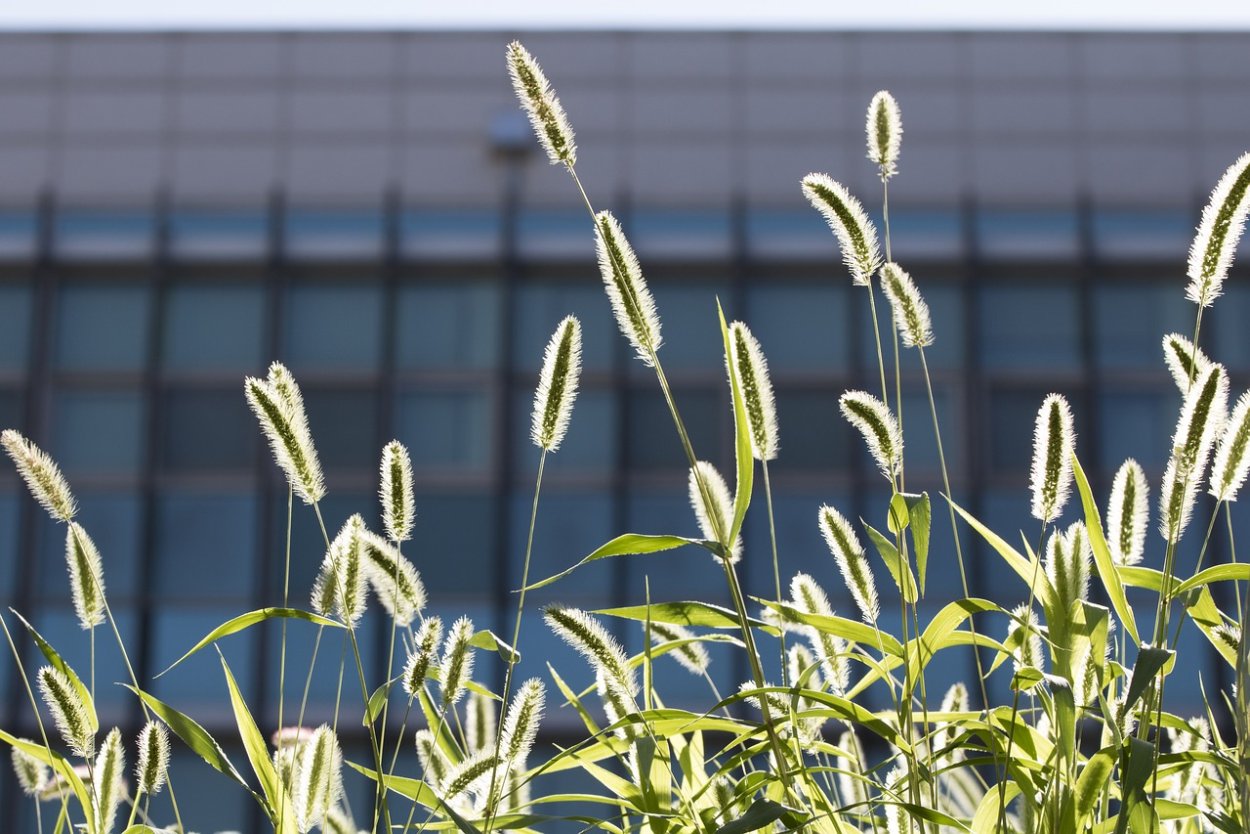 Лисохвост Луговой Alopecúrus praténsis