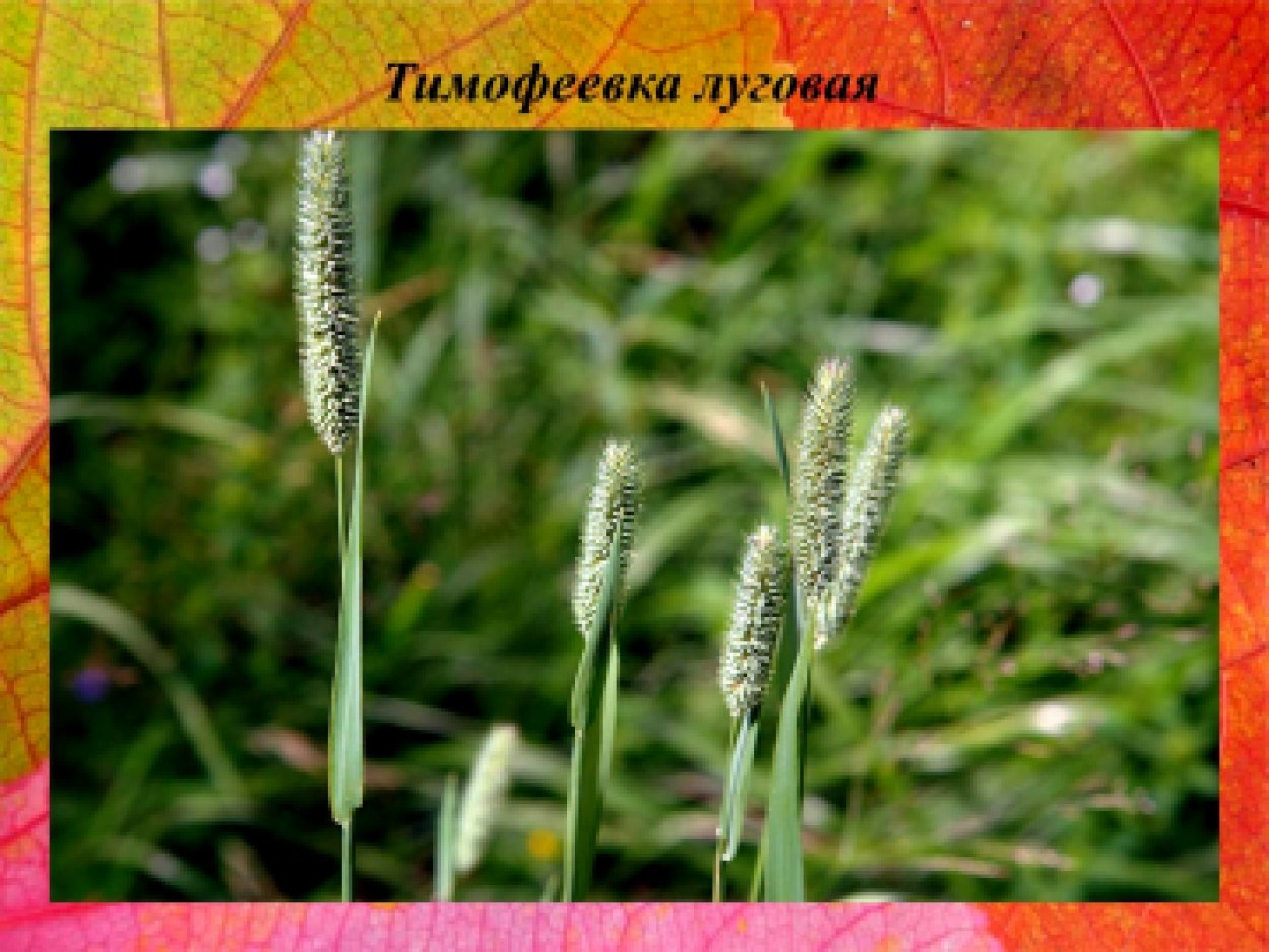 Тимофеевка Луговая (Phleum pratense)