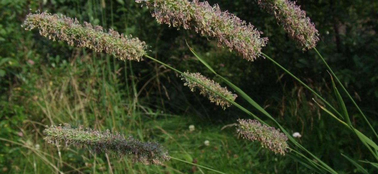 Тимофеевка трава