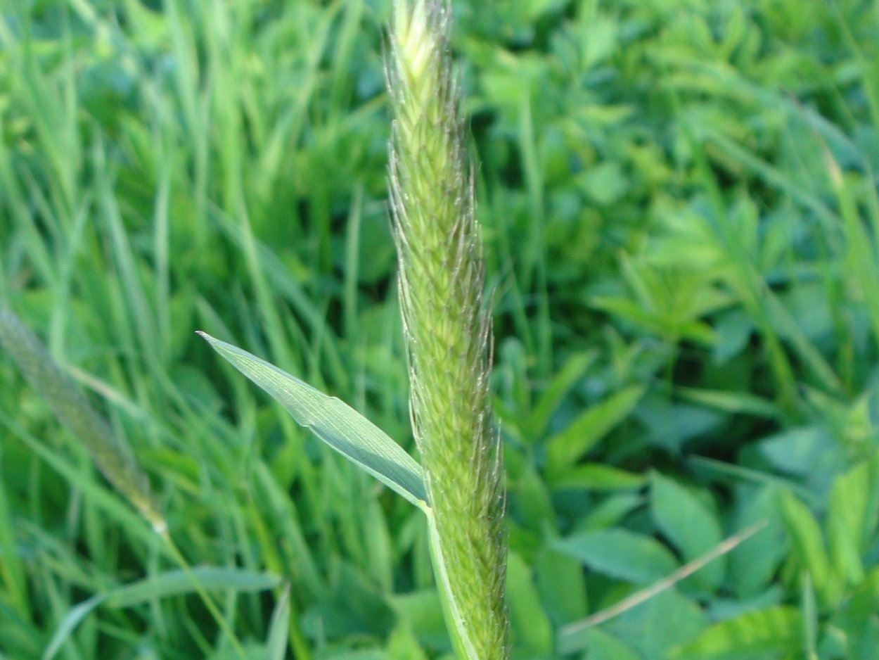 Щетинник зелёный