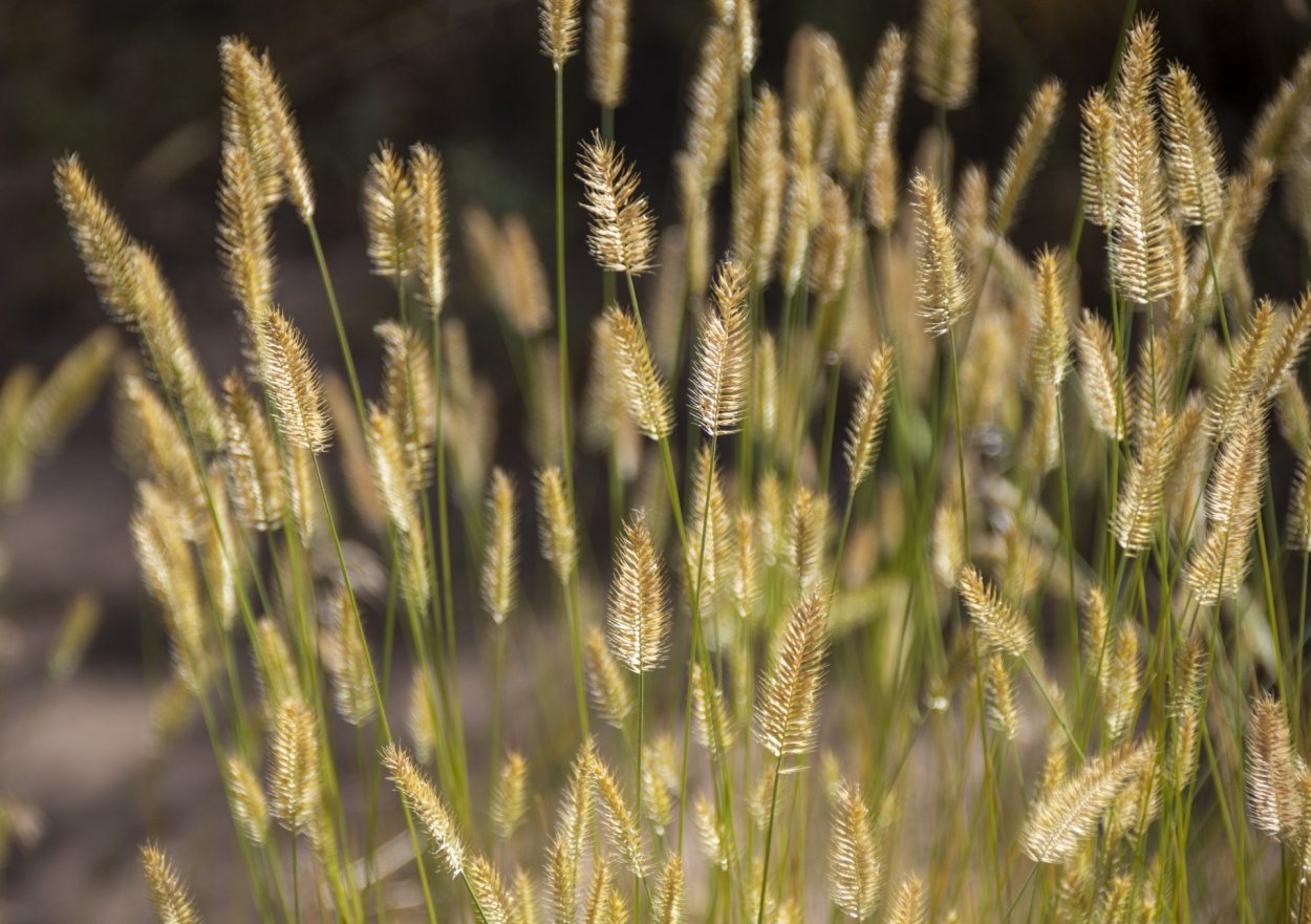 Лисохвост Луговой