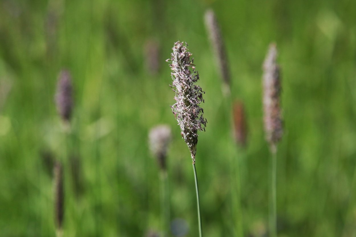 Тимофеевка Луговая семена