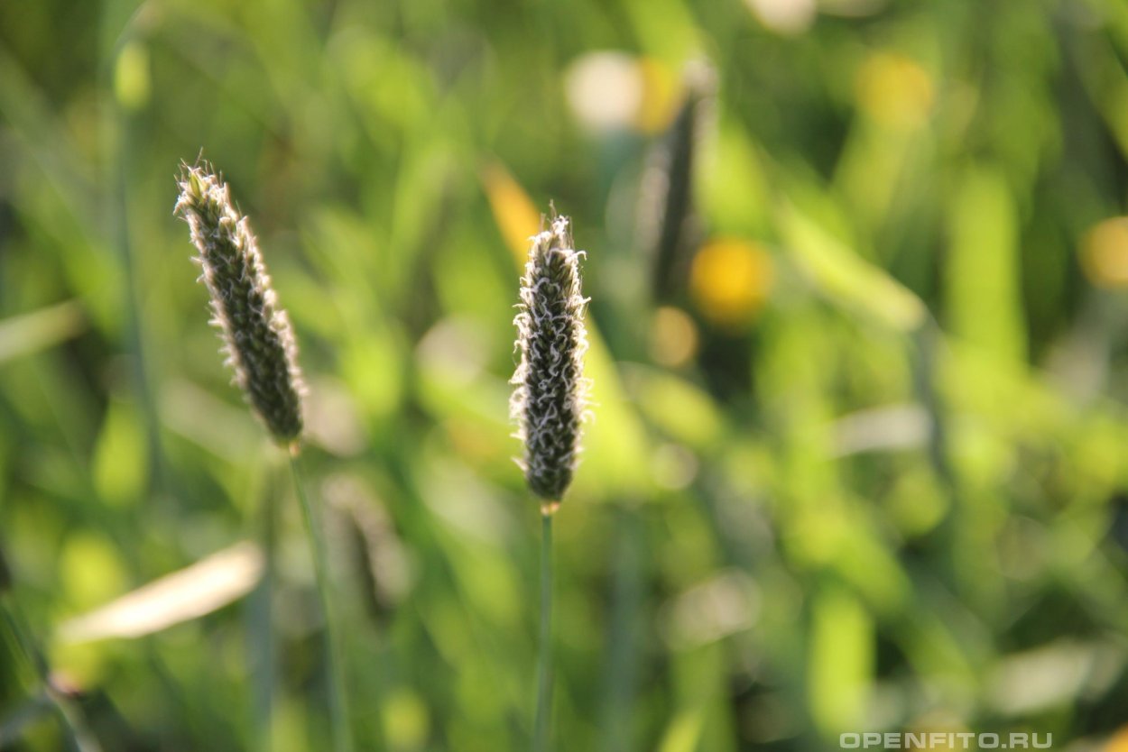 Тимофеевка Луговая (Phleum pratense)