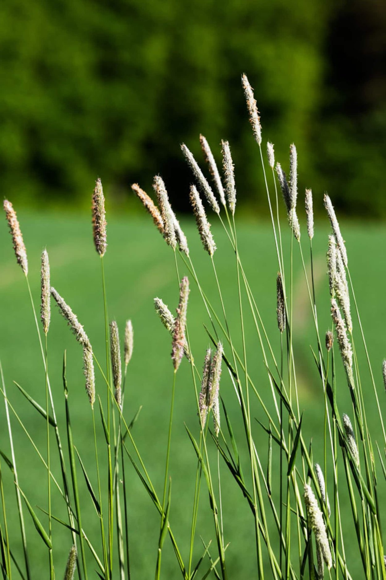 Тимофеевка сорняк