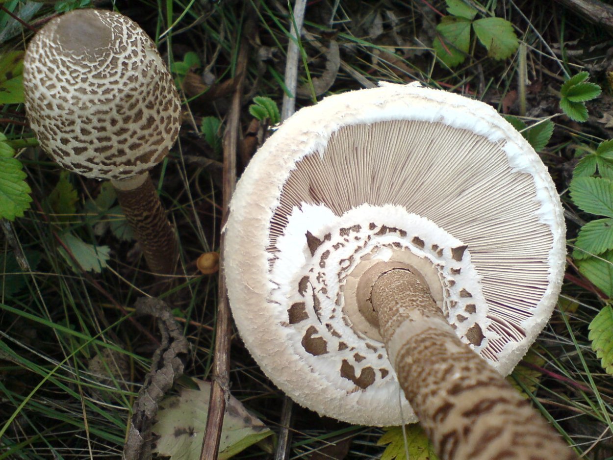 Зонт съедобный гриб