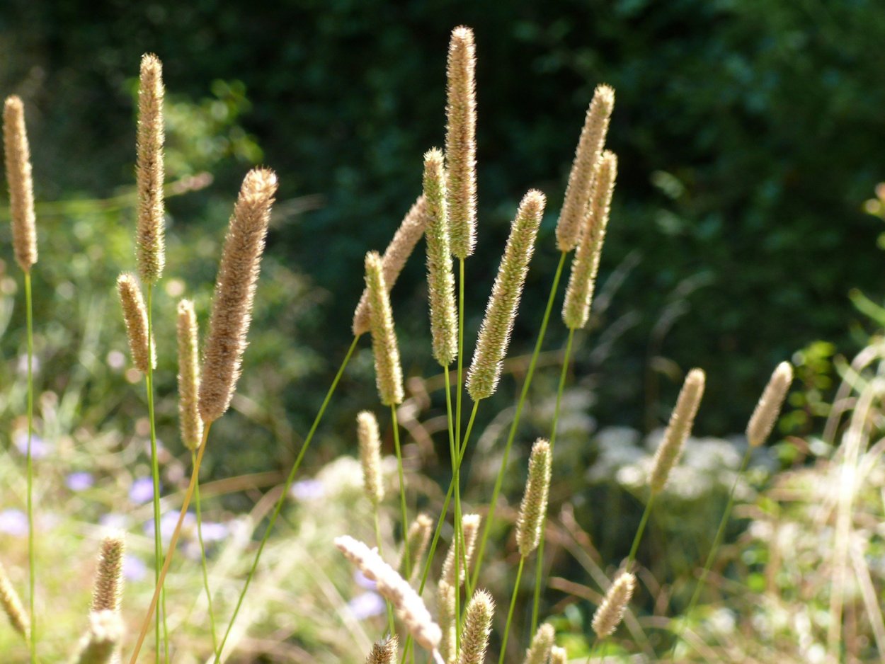 Тимофеевка дикорастущие растение