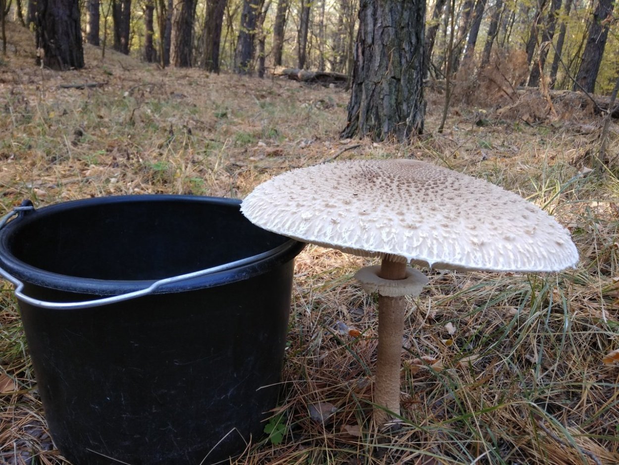 Гриб - зонтик пёстрый (Macrolepiota procera).