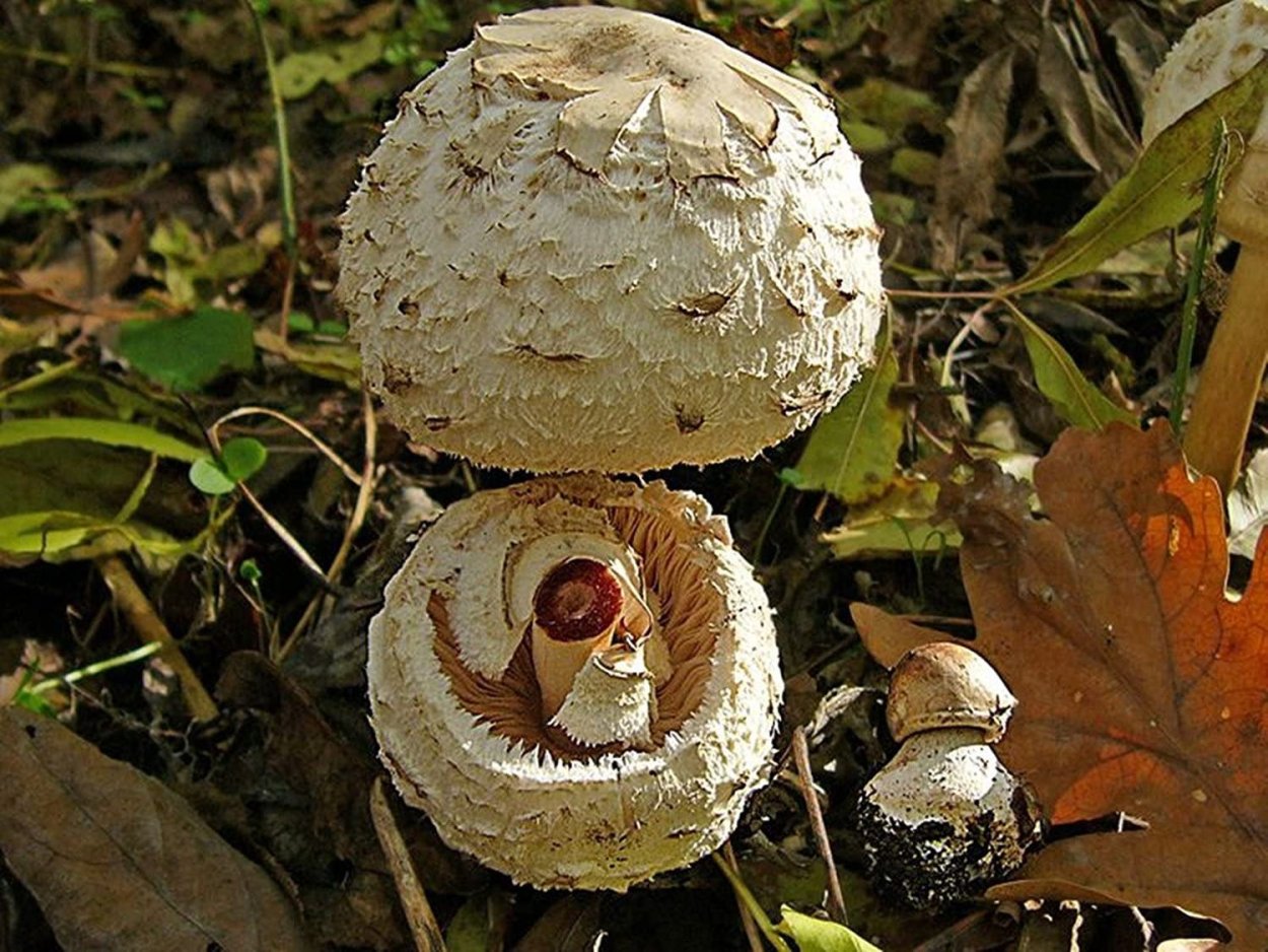 Гриб-зонтик краснеющий (Chlorophyllum rhacodes)