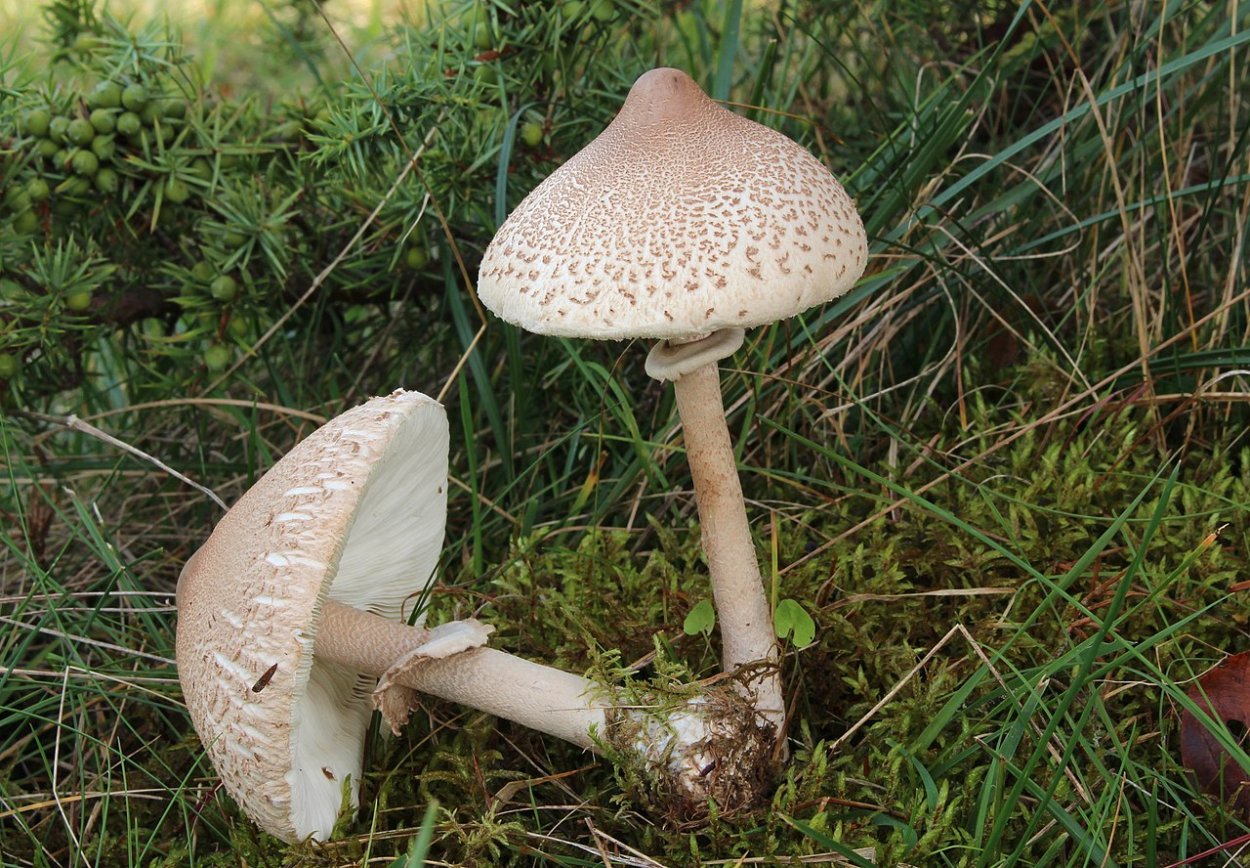 Гриб зонтик сосцевидный Macrolepiota mastoidea