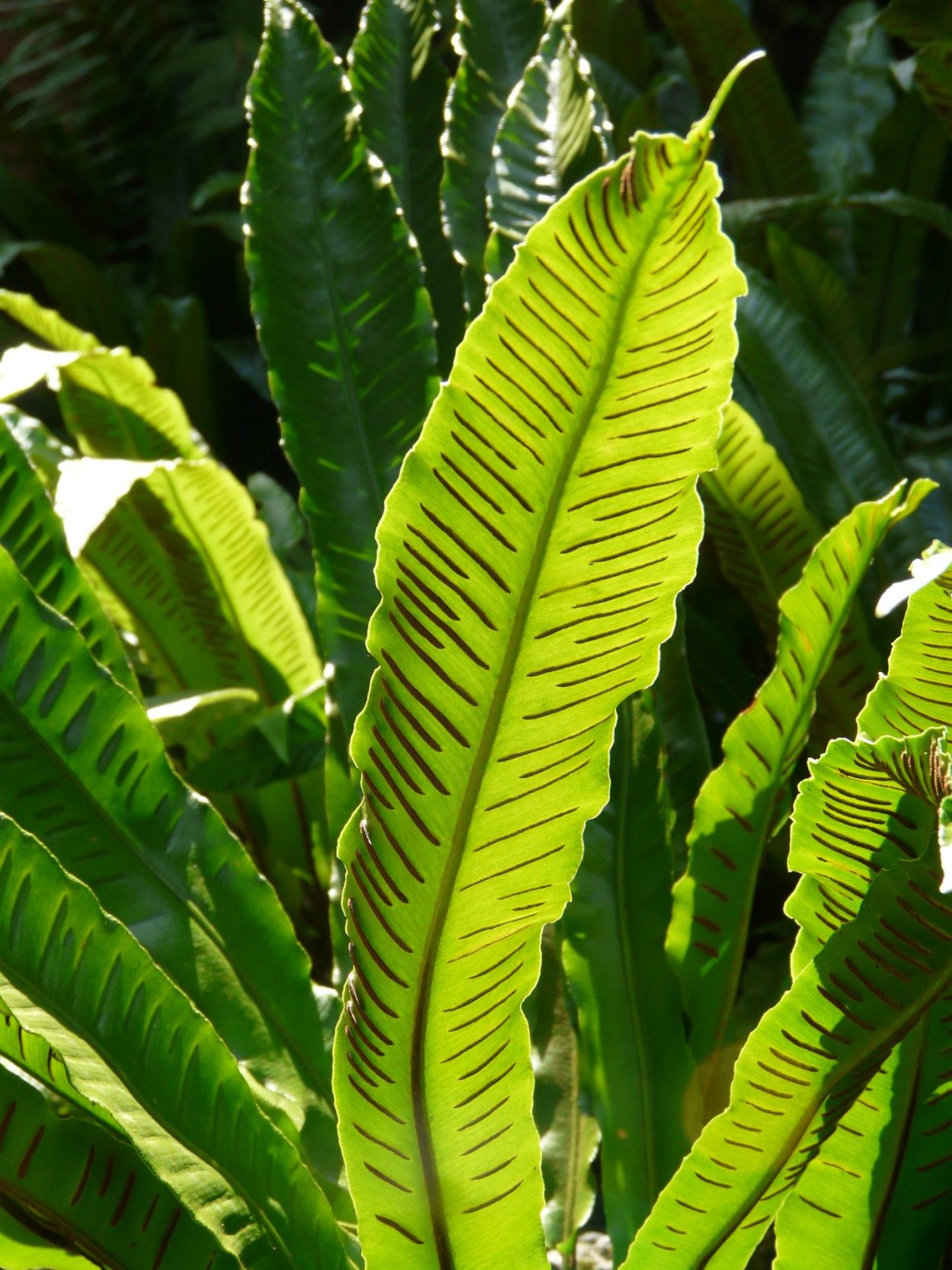 Папоротник Листовик