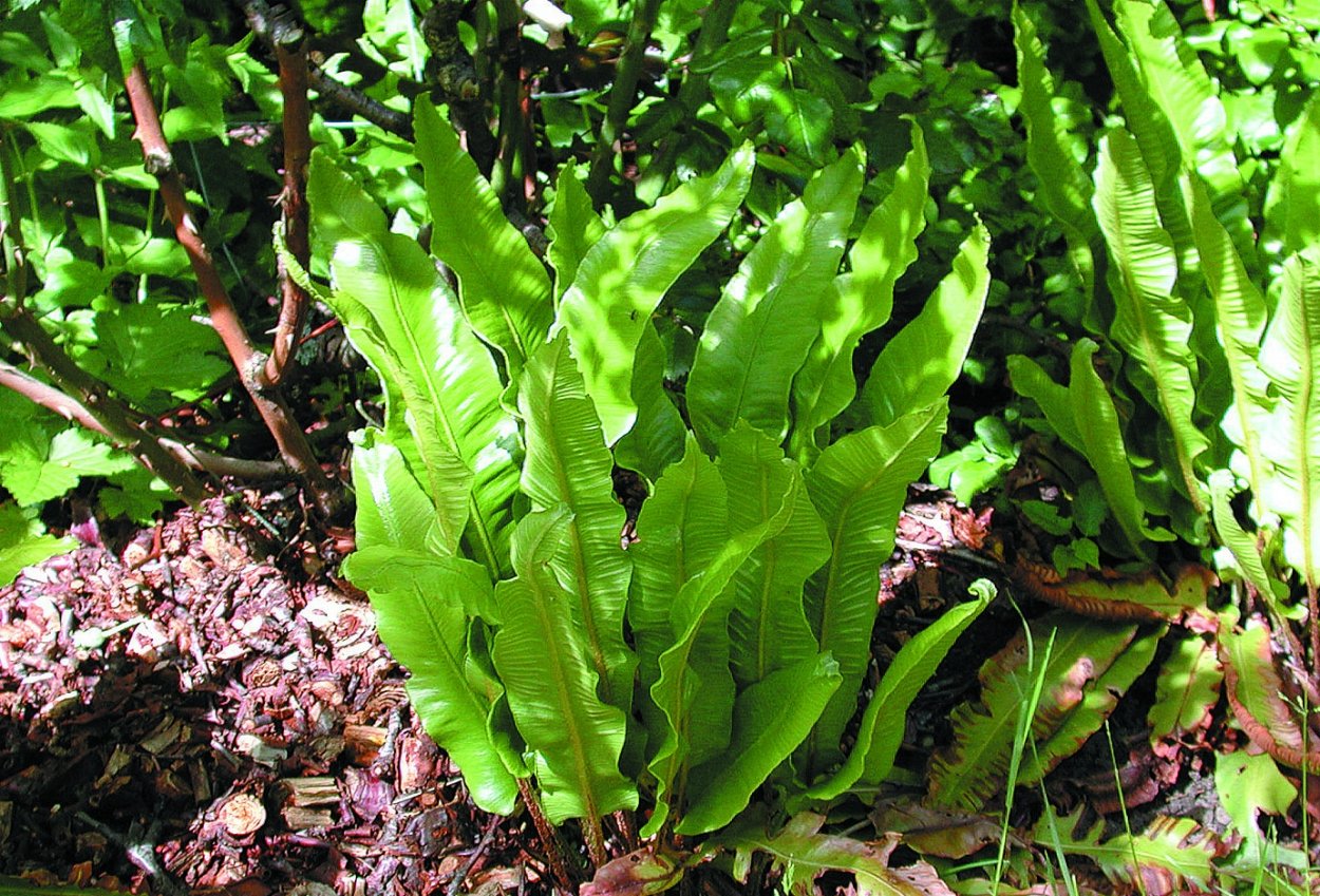 Костенец, асплениум — папоротник