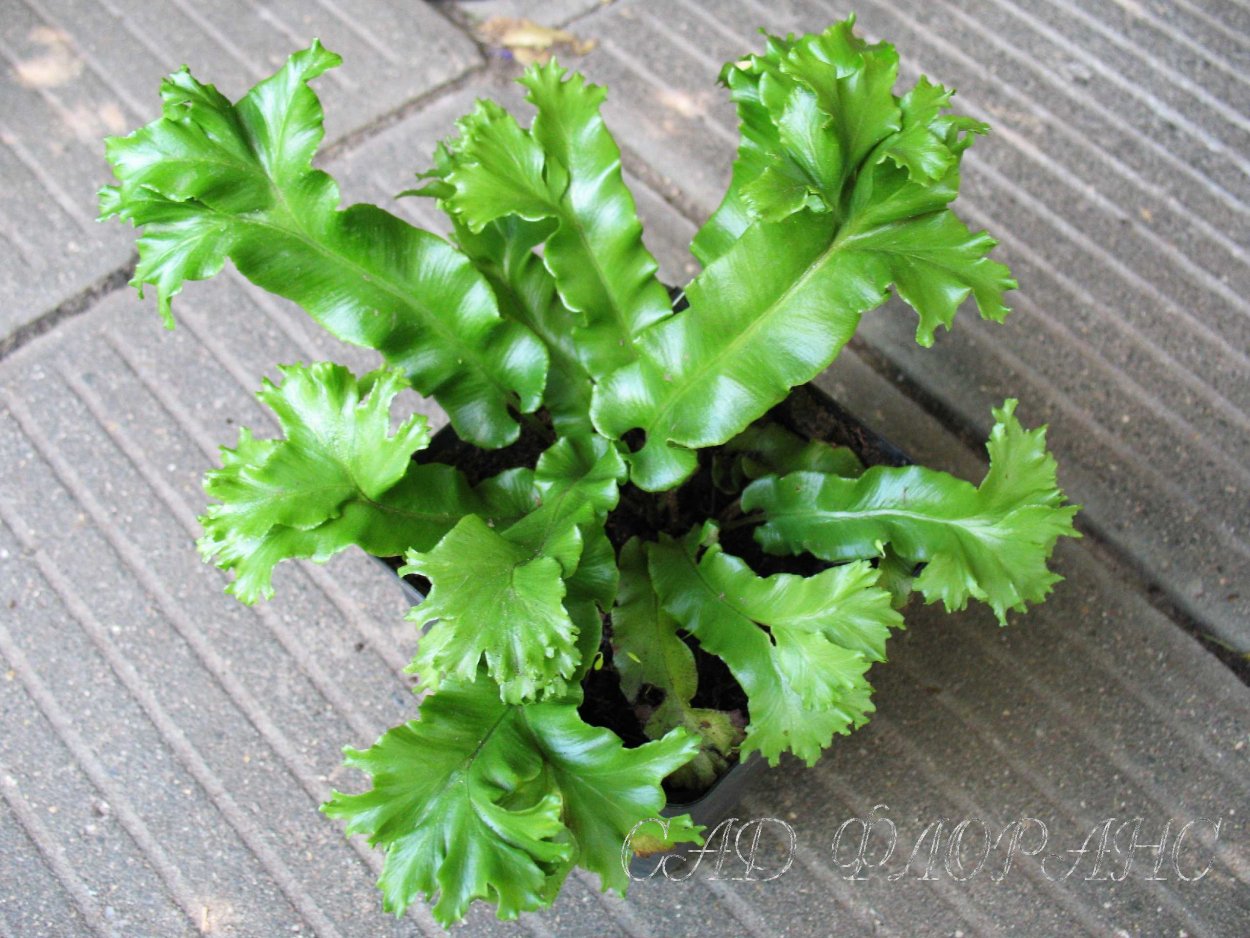 Асплениум Осака