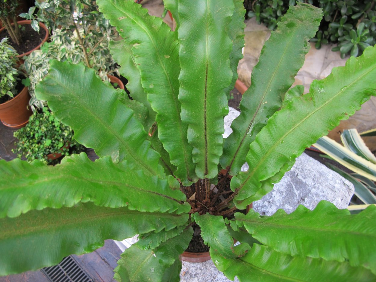 Асплениум сколопендровый Asplenium