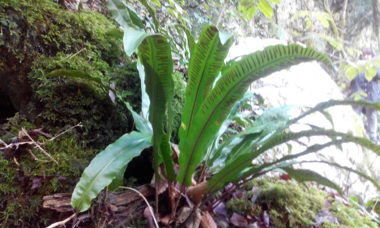 Папоротник Листовик