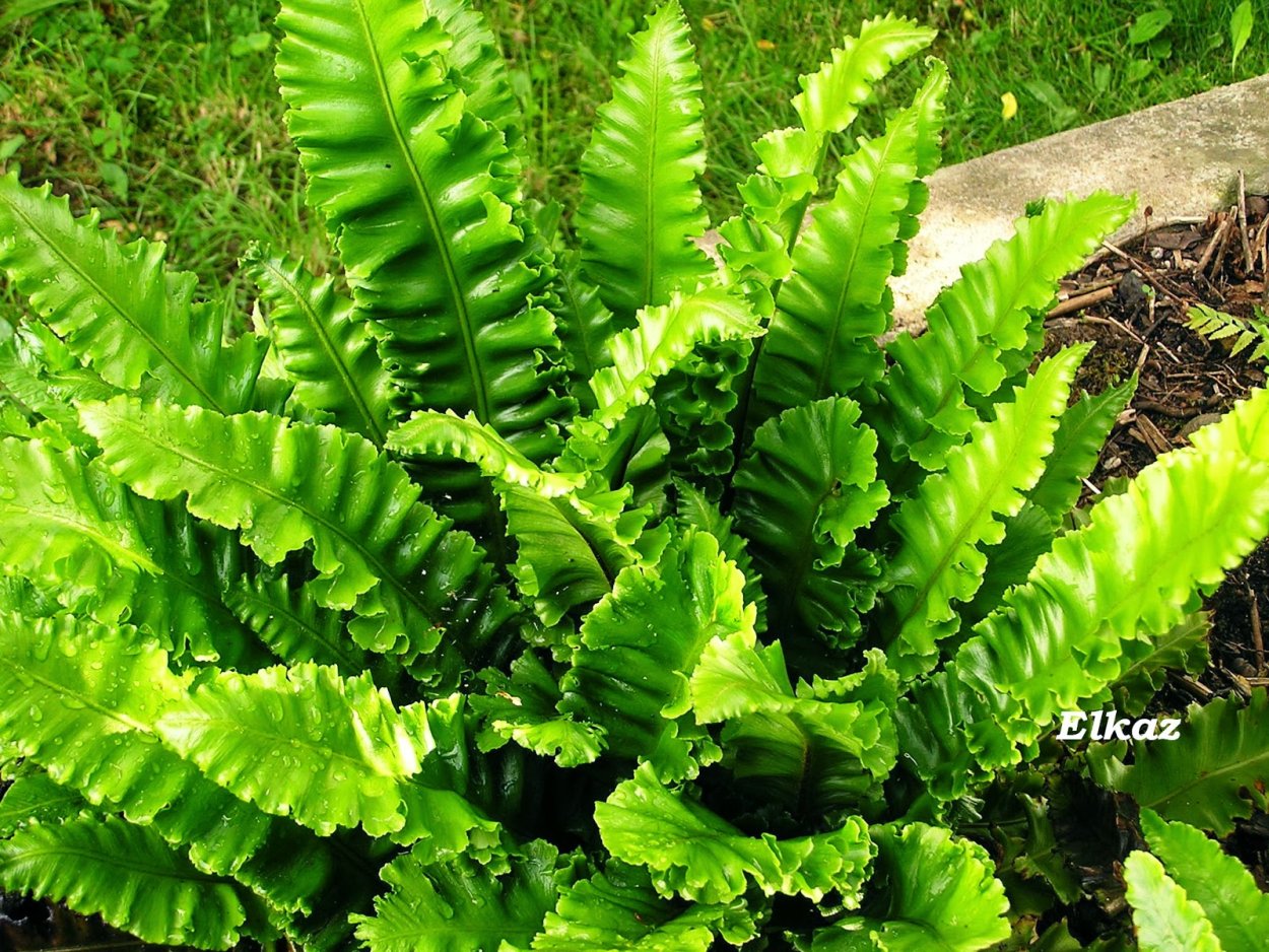 Асплениум сколопендровый