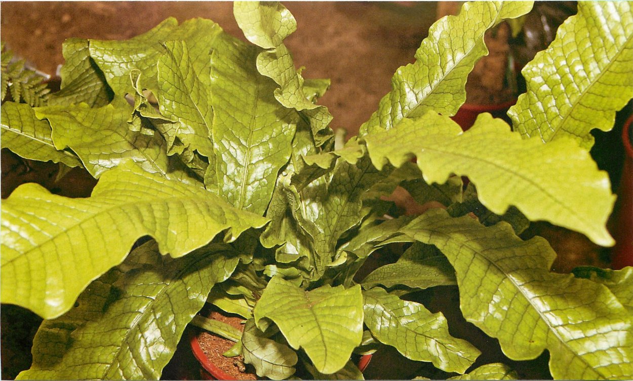 Асплениум морковнолистный