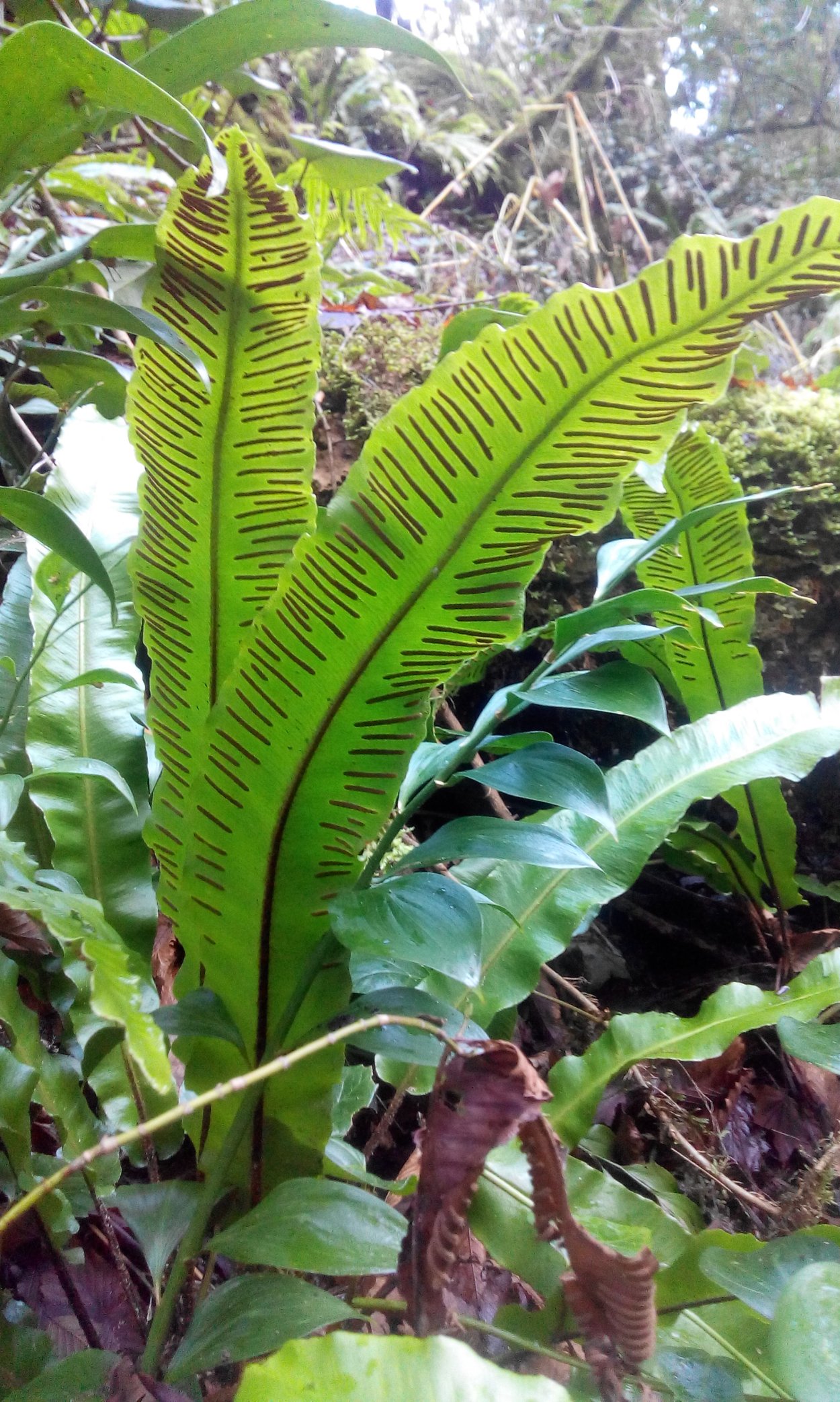 Листовик строение