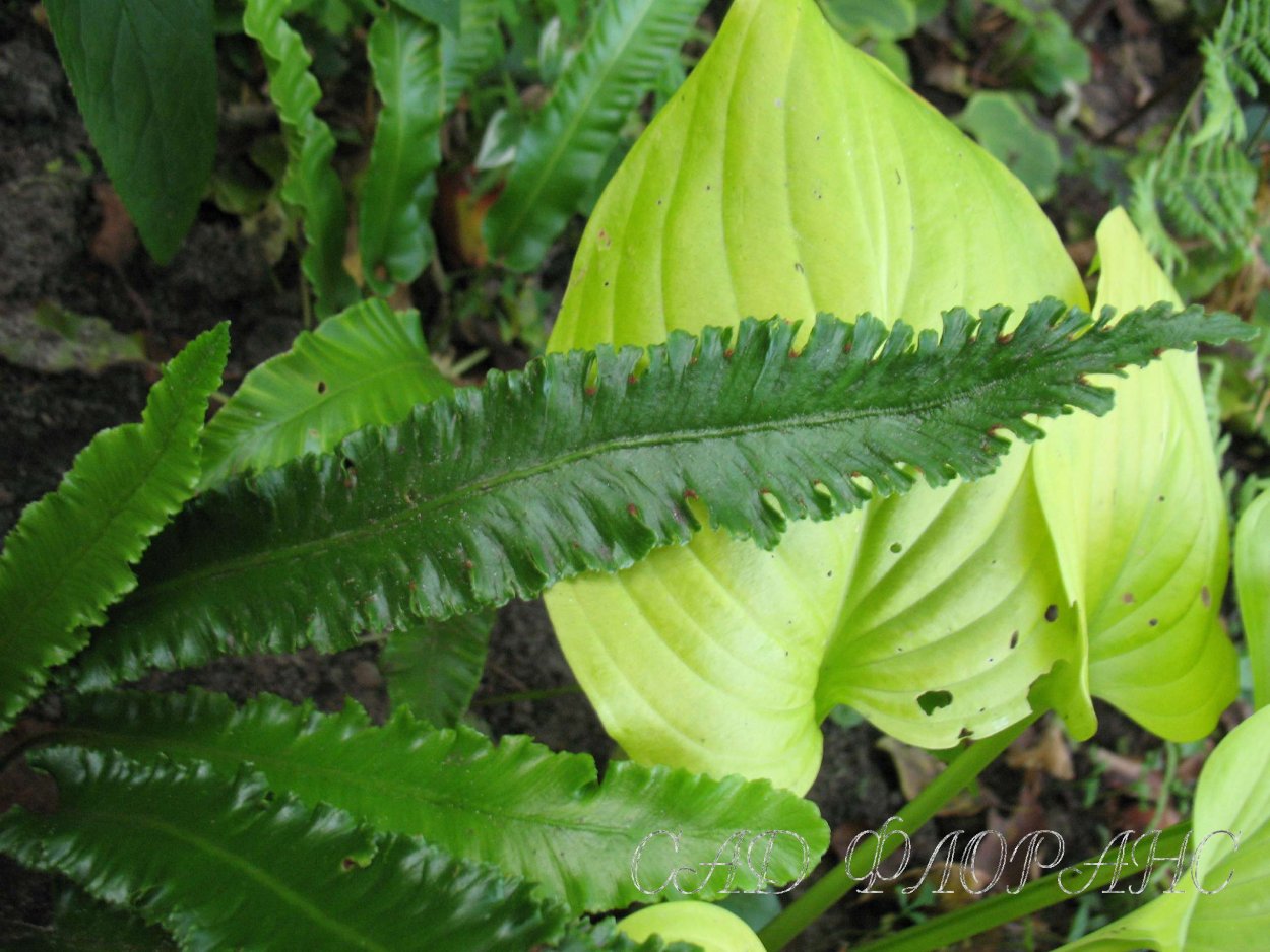 Асплениум Листовик сколопендровый