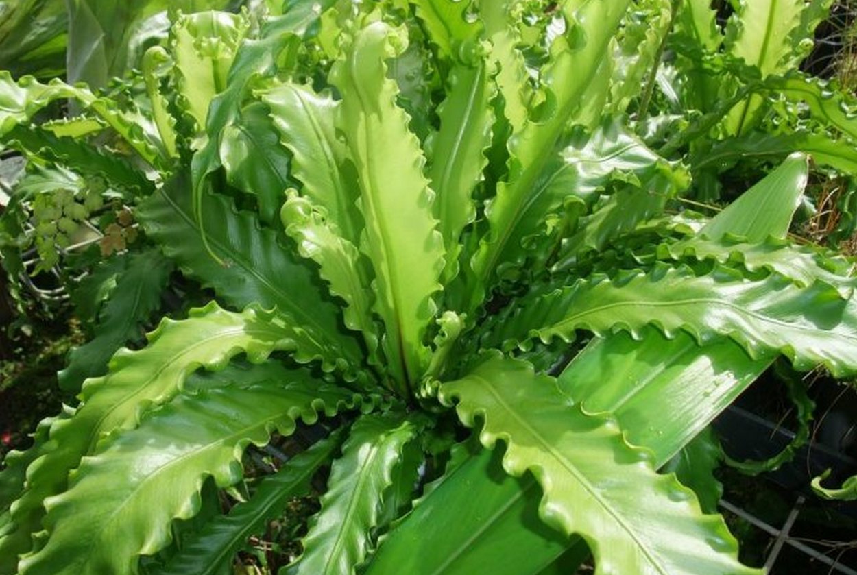 Линдман Ботанический