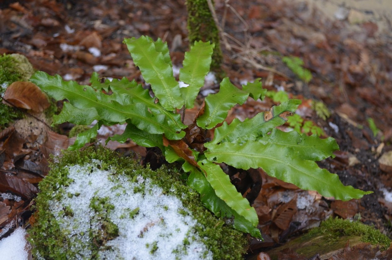Асплениум Костенец