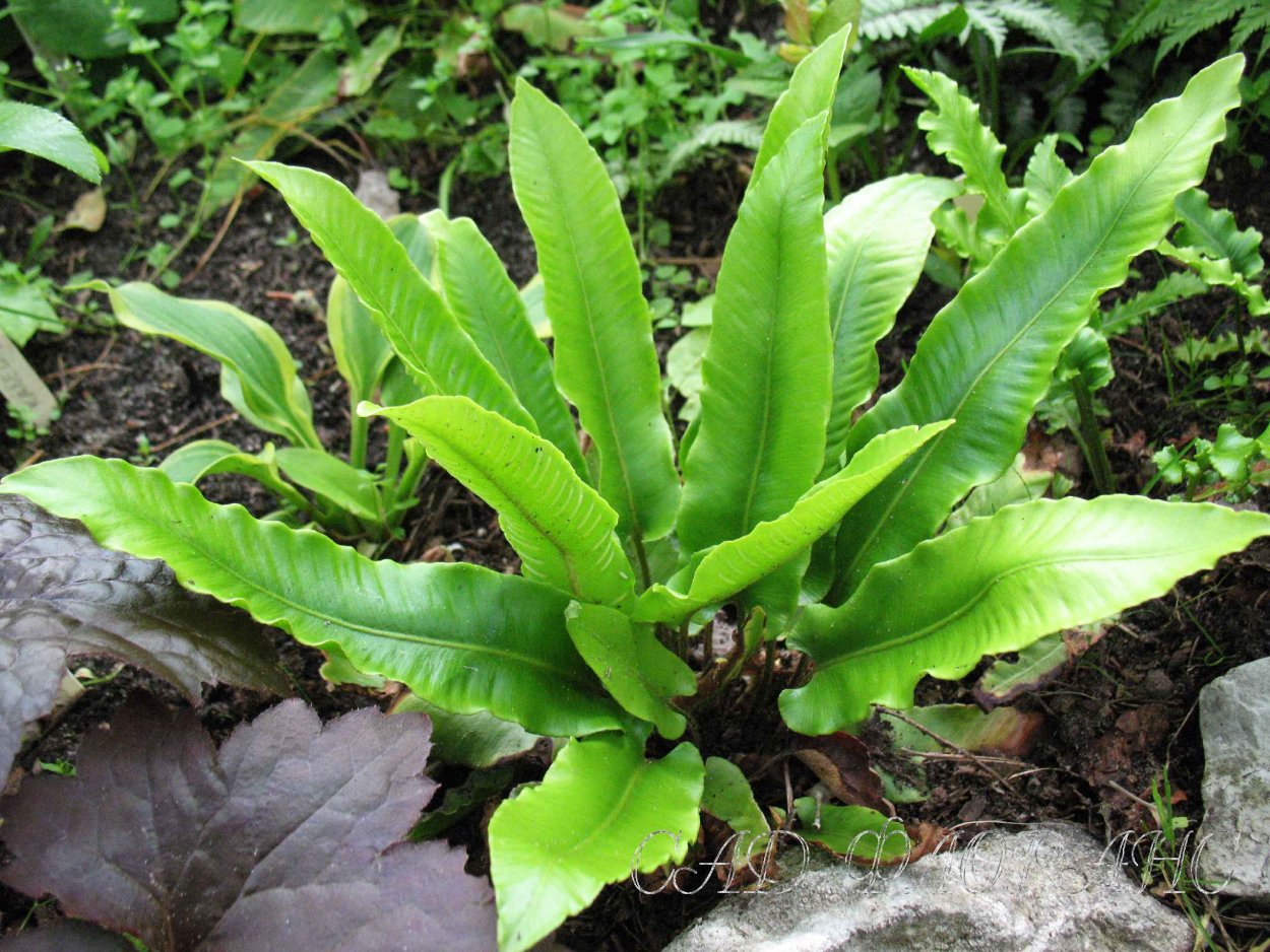 Асплениум (Костенец) сколопендровый cristatum