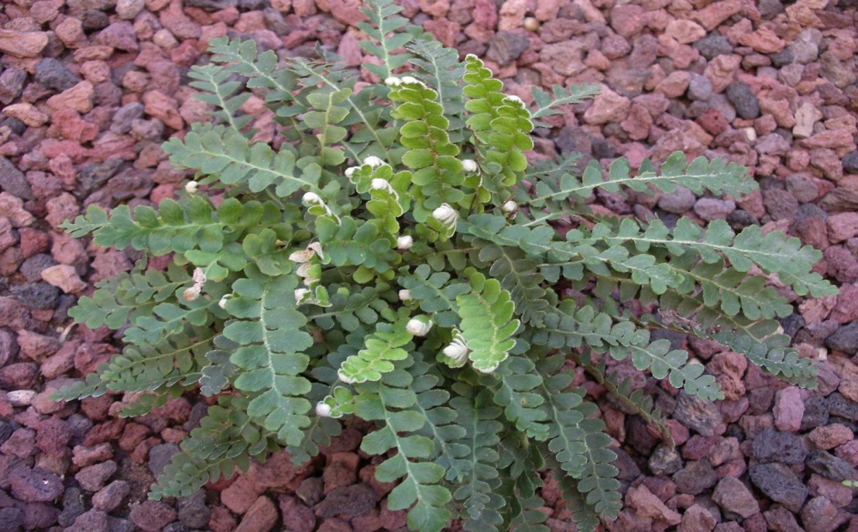 Растения дальнего Востока папоротник Костенец сколопендровый